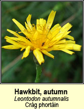 hawkbit,autumn (crág phortáin
