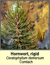 hornwort,rigid (Cornlach)
