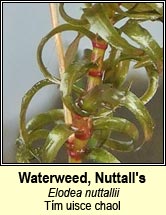 Waterweed,Nuttalls (Tm uisce chaol)