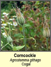 corncockle (cogal)