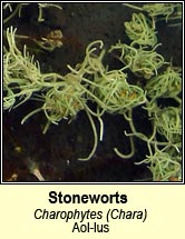 stonewort (Luibheolaíocht)