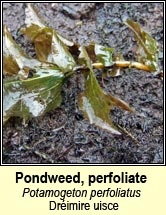 pondweed, perfoliate (Dréimire uisce)