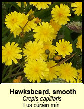 hawksbeard,smooth (lus cúráin mín)