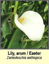 Lily, Easter