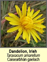 Dandelion, Irish