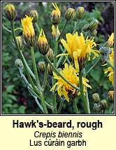 Hawk's-beard, rough (Lus cúráin garbh)