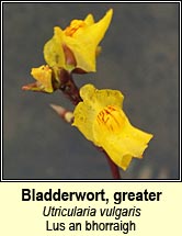 Bladderwort, greater (Lus an bhorraigh)