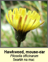 hawkweed,mouse-ear (lus na seabhac)