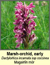 Marsh-orchid early - ssp coccinea