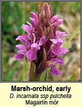 Marsh-orchid early - ssp pulchella
