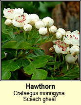 hawthorn (scaech gheal)