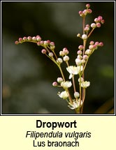 Dropwort (Lus braonach)