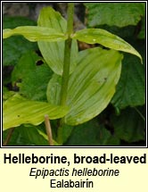 Helleborine, broad-leaved (Ealabairín)