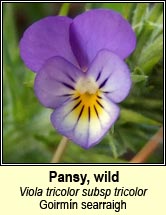 Pansy, wild (Goirmín searraigh)