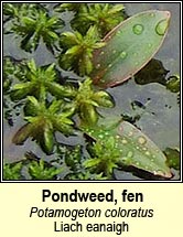 Pondweed, fen (Liach eanaigh)