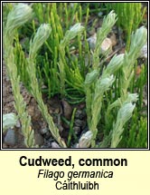 Cudweed, common (Cáithluibh)