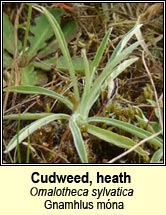 Cudweed, heath (Gnamhlus móna)