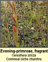 Evening-primrose, fragrant (Connneal oíche chumhra)