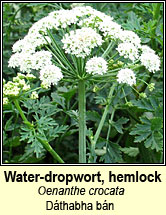 hemlock water-dropwort (tréanlus braonach an chorraigh)