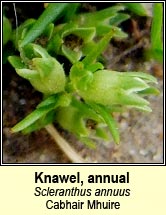 Knawel, annual (Cabhair Mhuire)
