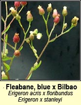 Fleabane, blue x Bilbao