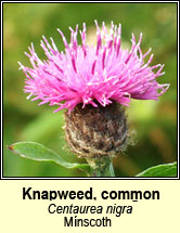 knapweed (mnscoth)