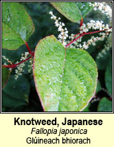 knotweed,japanese (glúineach bhiorach)