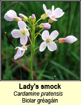 ladys smock (biolar gréagáin)