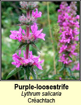 loosestrife,purple (créachtach)