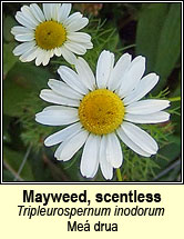 mayweed,scentless (meá drua)