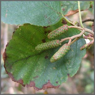 Common Alder, Alnus glutinosa