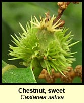 Chestnut, sweet