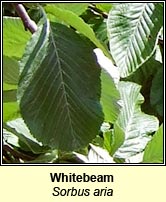 Whitebeam