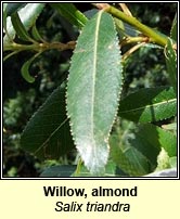 Willow, almond