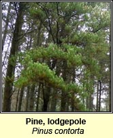 Pine, lodgepole